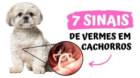 Cachorro com verme: 5 sintomas, causas e tratamentos